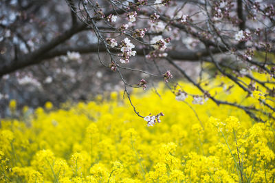 Close-up of yellow cherry blossom tree