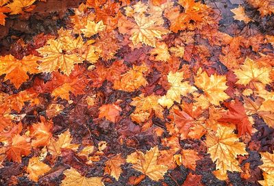 High angle view of maple leaves on tree during autumn