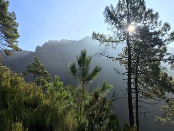 Low angle view of trees against sky
