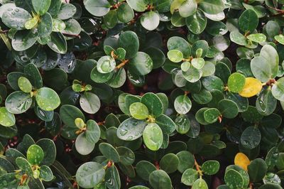 Full frame shot of raindrops on leaves