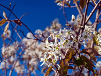 Close-up of cherry blossoms against sky