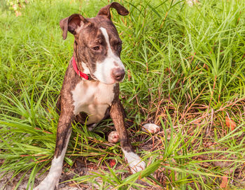 Portrait of a dog on field