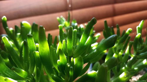 Close-up of plants