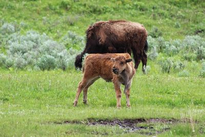 Bison and calf grazing on field in yellowstone