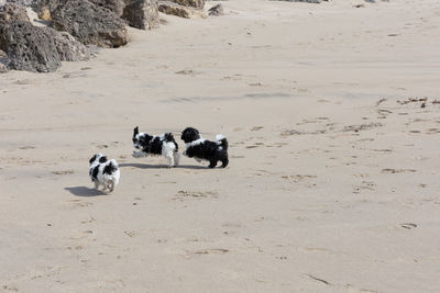 Havanese puppy