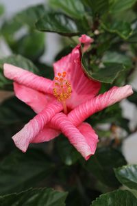 Close-up of pink flowers