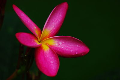 Close-up of wet pink flowering plant