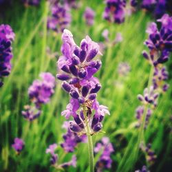 Close-up of purple flowers