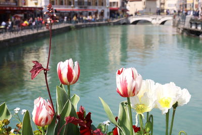 Close-up of pink flowering plants by the river in annecy. 