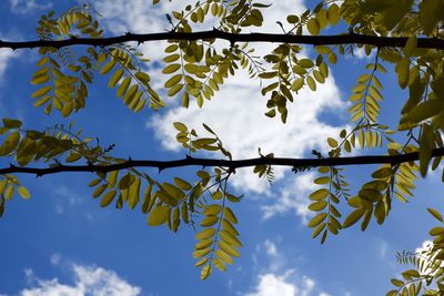 Low angle view of leaves hanging on tree against sky