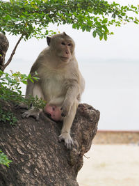 Lion sitting on tree trunk