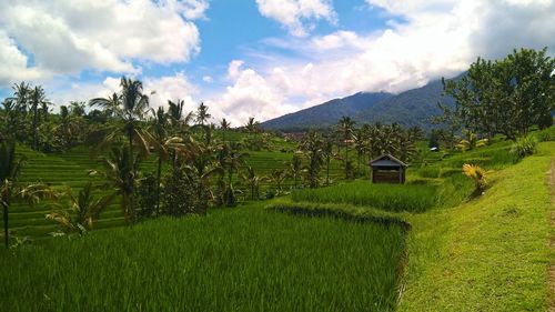 Scenic view of agricultural field at bali island against sky