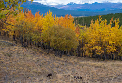 View of autumn trees in forest