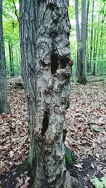 Close-up of tree trunk in forest