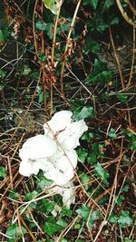 Plant growing in a park