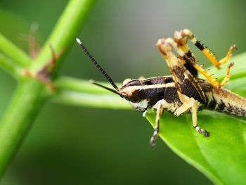 Close-up of insect on leaf