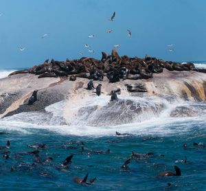 Seagulls flying over sea against blue sky