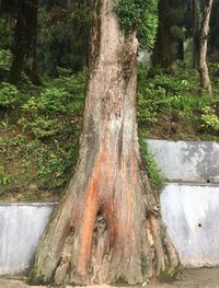 Panoramic shot of tree trunk in forest