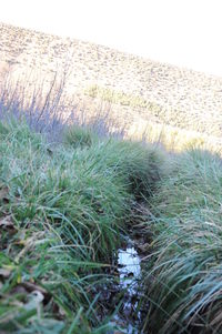 Close-up of grass on field against clear sky