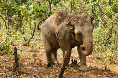 Portrait of two-month-old baby elephant. chiang mai province, thailand.