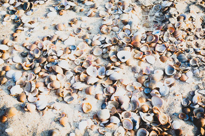 Close-up of seashells on pebbles