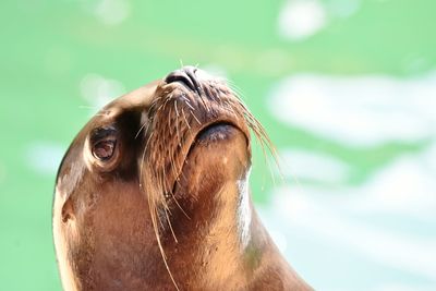 Close-up of seal