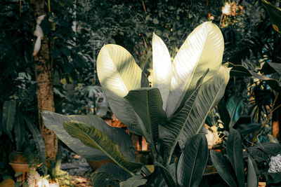 Close-up of flowering plant leaves on land