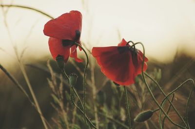 Close-up of red flowers blooming in field