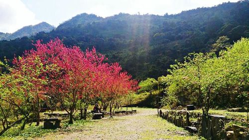 Scenic view of forest