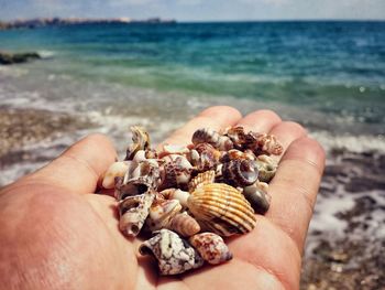 Close-up of hand holding seashells on beach