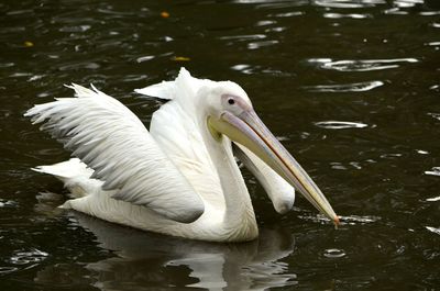 Close-up of swan swimming in lake