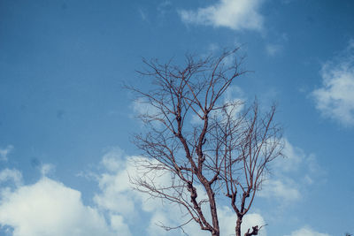 Low angle view of bare tree against sky