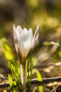 Close-up of white crocus flower