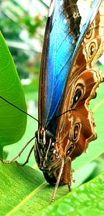 Close-up of butterfly on leaf