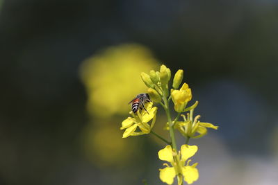 Close-up of bee pollinating on yellow flower