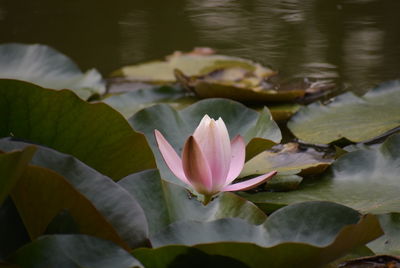 Close-up of pink lotus water lily in lake