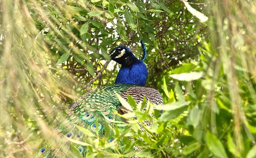 Close-up of peacock amidst plants