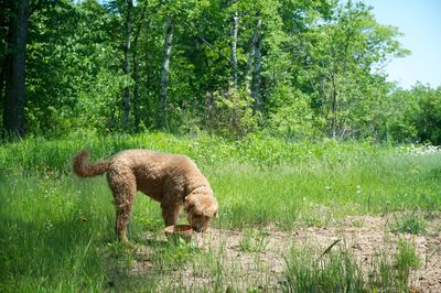 Lion standing on field in forest