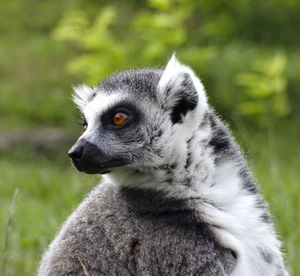 Close-up portrait of an animal