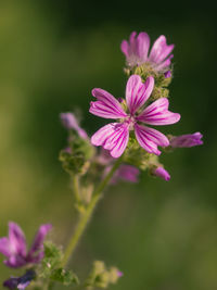 Close-up of pink flowering plant