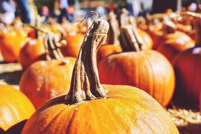 Close-up of pumpkin for sale at market