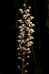 Close-up of flowering plant on field