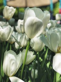 Close-up of white flowering plants