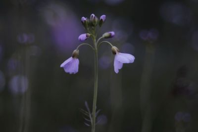 Close-up of purple flowers blooming outdoors