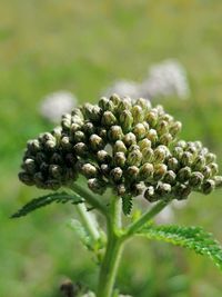 Close-up of flowering plant