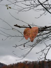 Close-up of dry leaves on branch against sky