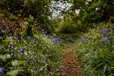 Close-up of purple flowering plants on field