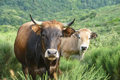 Two aubrac cows which is a rare french breed of cattle in a green mountain pasture