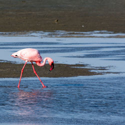 View of flamingo in water