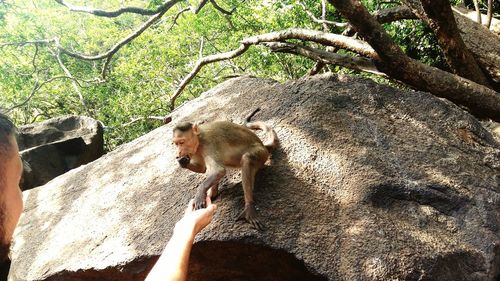 Man with monkey on tree